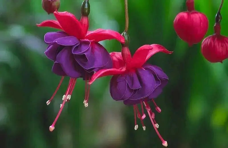 Fuchsia Dark Eyes ( LIVE STARTER PLANT) shade-loving - Caribbean garden seed