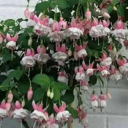 Fuchsia Annabelle White ( LIVE STARTER PLANT) shade-loving - Caribbean garden seed