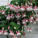 Fuchsia Annabelle White ( LIVE STARTER PLANT) shade-loving - Caribbean garden seed