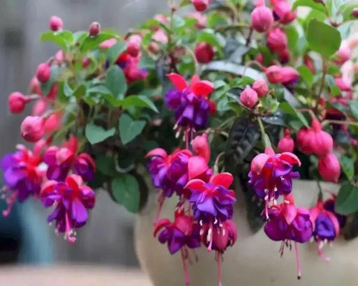 Fuchsia Dark Eyes ( LIVE STARTER PLANT) shade-loving - Caribbean garden seed