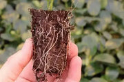 Fuchsia Dark Eyes ( LIVE STARTER PLANT) shade-loving - Caribbean garden seed