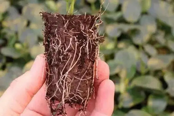 Fuchsia Dark Eyes ( LIVE STARTER PLANT) shade-loving - Caribbean garden seed