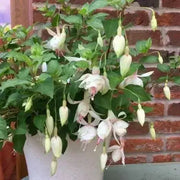 Fuchsia Annabelle White ( LIVE STARTER PLANT) shade-loving - Caribbean garden seed