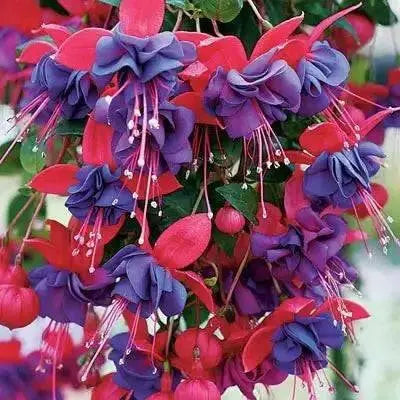 Fuchsia Dark Eyes ( LIVE STARTER PLANT) shade-loving - Caribbean garden seed