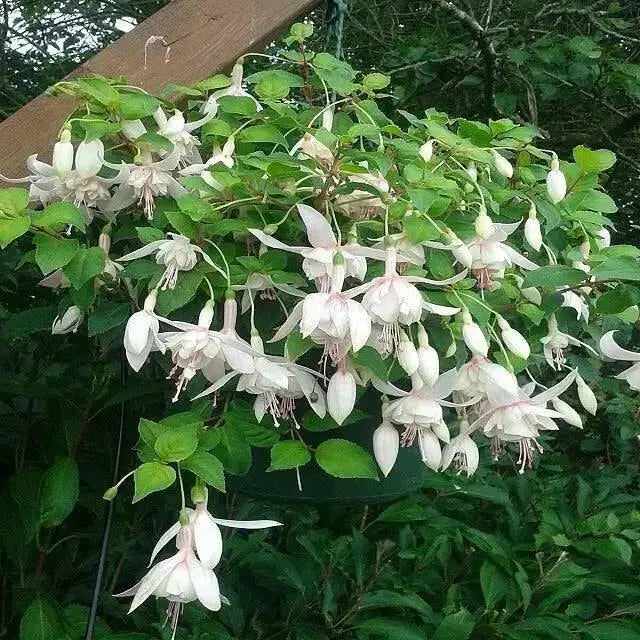 Fuchsia Annabelle White ( LIVE STARTER PLANT) shade-loving - Caribbean garden seed