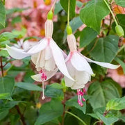 Fuchsia Annabelle White ( LIVE STARTER PLANT) shade-loving - Caribbean garden seed
