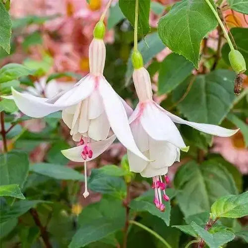 Fuchsia Annabelle White ( LIVE STARTER PLANT) shade-loving - Caribbean garden seed
