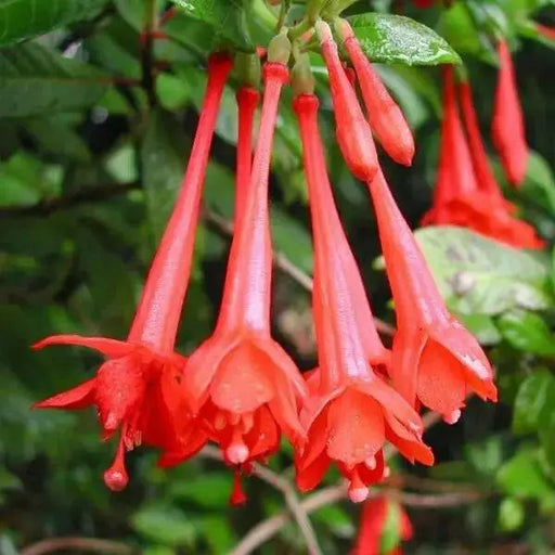 Fuchsia Gartenmeister ( LIVE STARTER PLANT) shade-loving - Caribbean garden seed