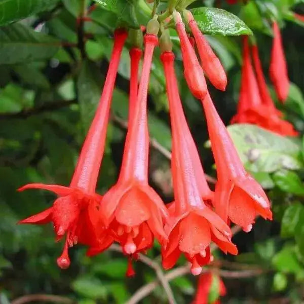 Fuchsia Gartenmeister ( LIVE STARTER PLANT) shade-loving - Caribbean garden seed