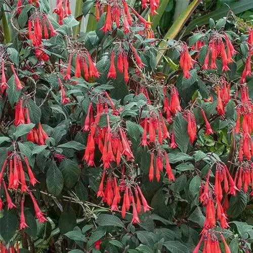 Fuchsia Gartenmeister ( LIVE STARTER PLANT) shade-loving - Caribbean garden seed