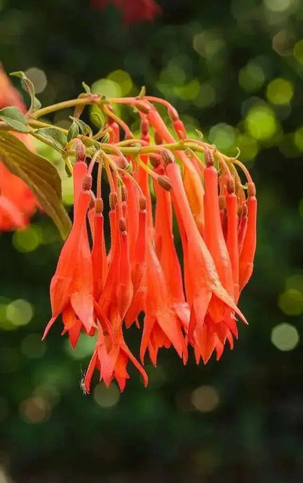 Fuchsia Gartenmeister ( LIVE STARTER PLANT) shade-loving - Caribbean garden seed