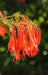 Fuchsia Gartenmeister ( LIVE STARTER PLANT) shade-loving - Caribbean garden seed