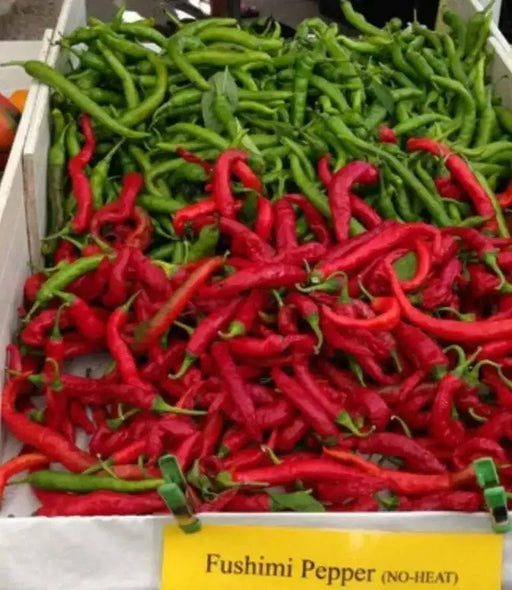 FUSHIMI Japanese Sweet PEPPER Seeds (Capsicum annuum,) Asian Vegetable - Caribbean garden seed