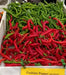 FUSHIMI Japanese Sweet PEPPER Seeds (Capsicum annuum,) Asian Vegetable - Caribbean garden seed