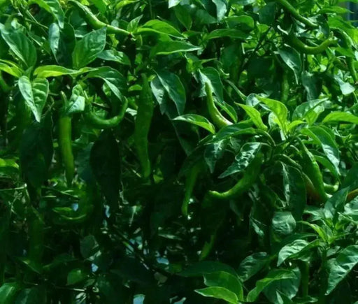 FUSHIMI Japanese Sweet PEPPER Seeds (Capsicum annuum,) Asian Vegetable - Caribbean garden seed