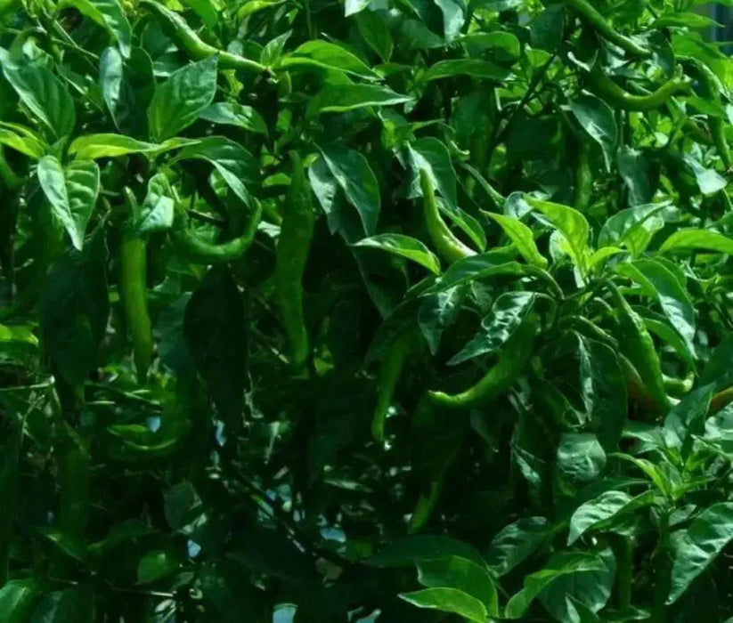 FUSHIMI Japanese Sweet PEPPER Seeds (Capsicum annuum,) Asian Vegetable - Caribbean garden seed