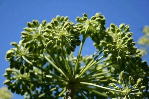 Garden Angelica Seeds,  BIENNIAL HERB - Caribbean garden seed
