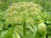 Garden Angelica Seeds,  BIENNIAL HERB - Caribbean garden seed