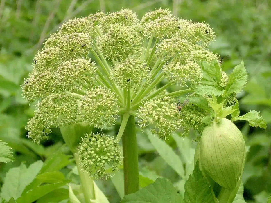 Garden Angelica Seeds,  BIENNIAL HERB - Caribbean garden seed