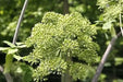 Garden Angelica Seeds,  BIENNIAL HERB - Caribbean garden seed