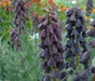 Fritillaria persica, Plum Bells (1 Bulb) One of most gorgeous looking flower - Caribbean garden seed