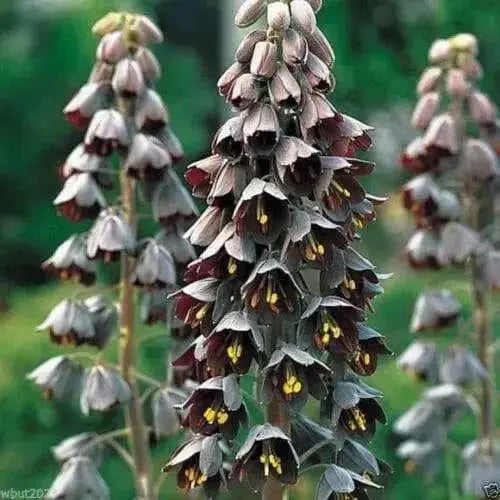 Fritillaria persica, Plum Bells (1 Bulb) One of most gorgeous looking flower - Caribbean garden seed