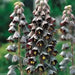 Fritillaria persica, Plum Bells (1 Bulb) One of most gorgeous looking flower - Caribbean garden seed