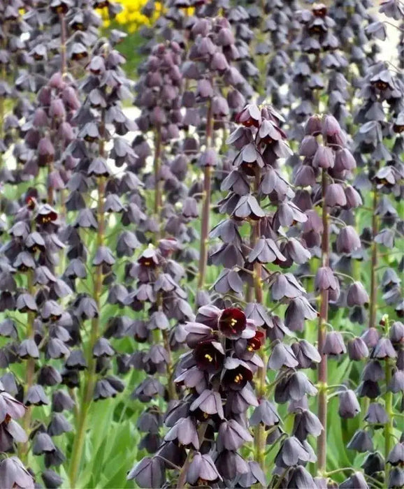 Fritillaria persica, Plum Bells (1 Bulb) One of most gorgeous looking flower - Caribbean garden seed