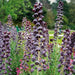 Fritillaria persica, Plum Bells (1 Bulb) One of most gorgeous looking flower - Caribbean garden seed
