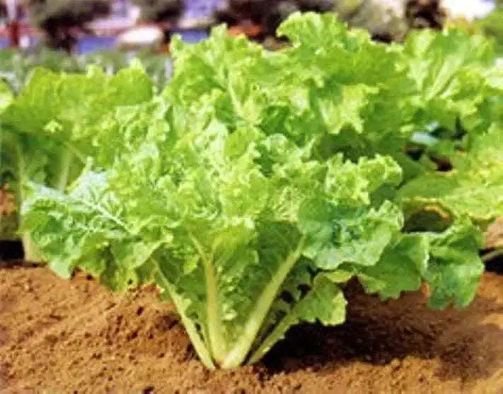 Fun Jen"  frilly leaf pak choi or "Bok Choy" Chinese Cabbage ! Asian Vegetables - Caribbean garden seed