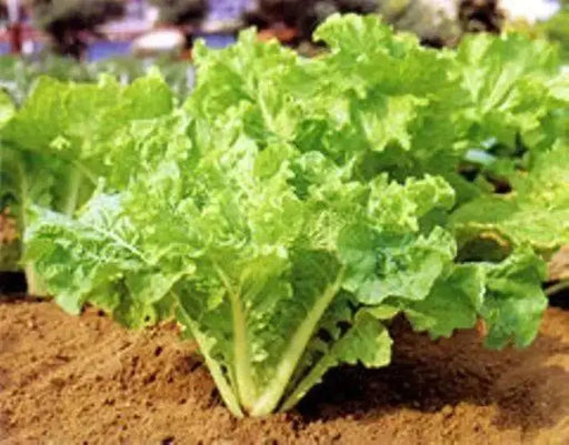 Fun Jen"  frilly leaf pak choi or "Bok Choy" Chinese Cabbage ! Asian Vegetables - Caribbean garden seed