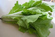Fun Jen"  frilly leaf pak choi or "Bok Choy" Chinese Cabbage ! Asian Vegetables - Caribbean garden seed