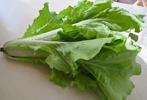 Fun Jen"  frilly leaf pak choi or "Bok Choy" Chinese Cabbage ! Asian Vegetables - Caribbean garden seed