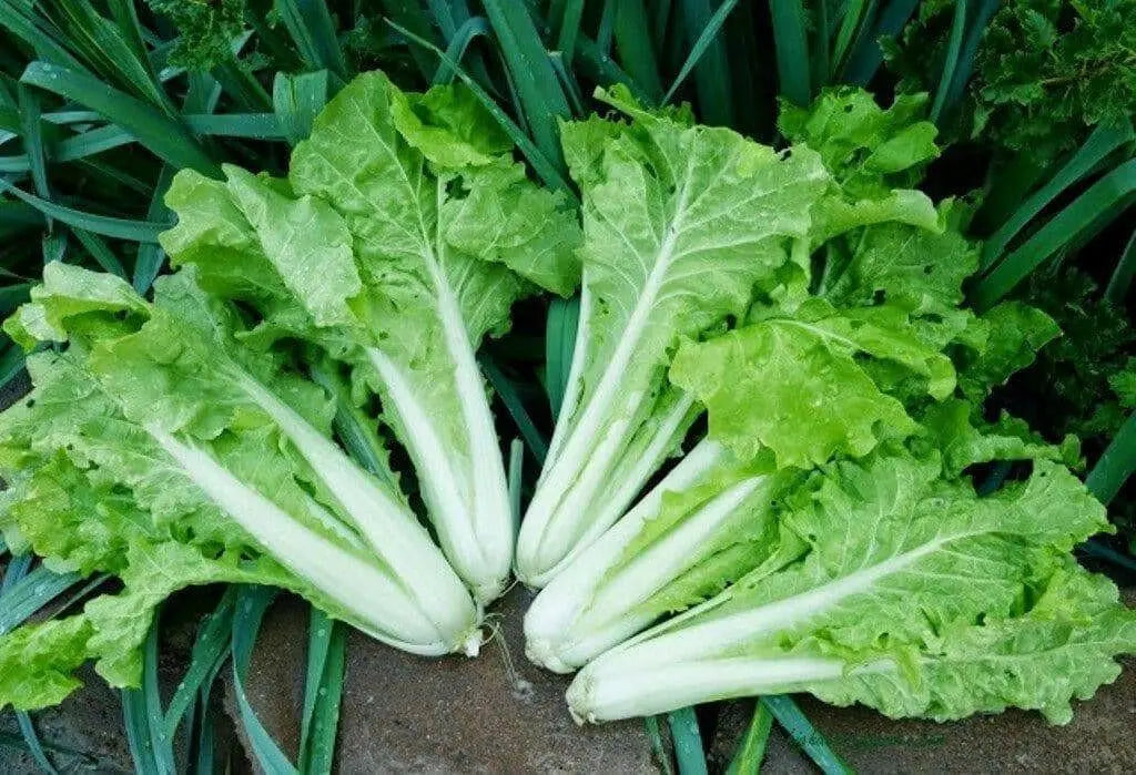 Fun Jen"  frilly leaf pak choi or "Bok Choy" Chinese Cabbage ! Asian Vegetables - Caribbean garden seed