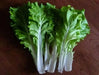 Fun Jen"  frilly leaf pak choi or "Bok Choy" Chinese Cabbage ! Asian Vegetables - Caribbean garden seed
