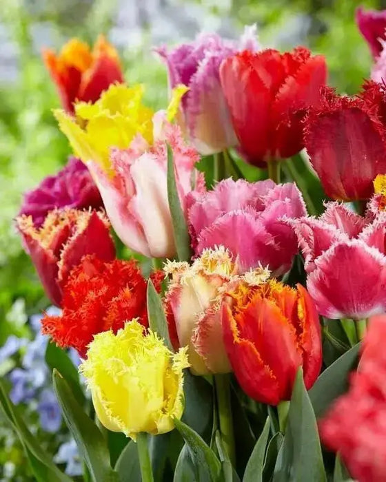 Fringed Tulips,Mixed bulbs-SPRING BLOOOM - Caribbean garden seed