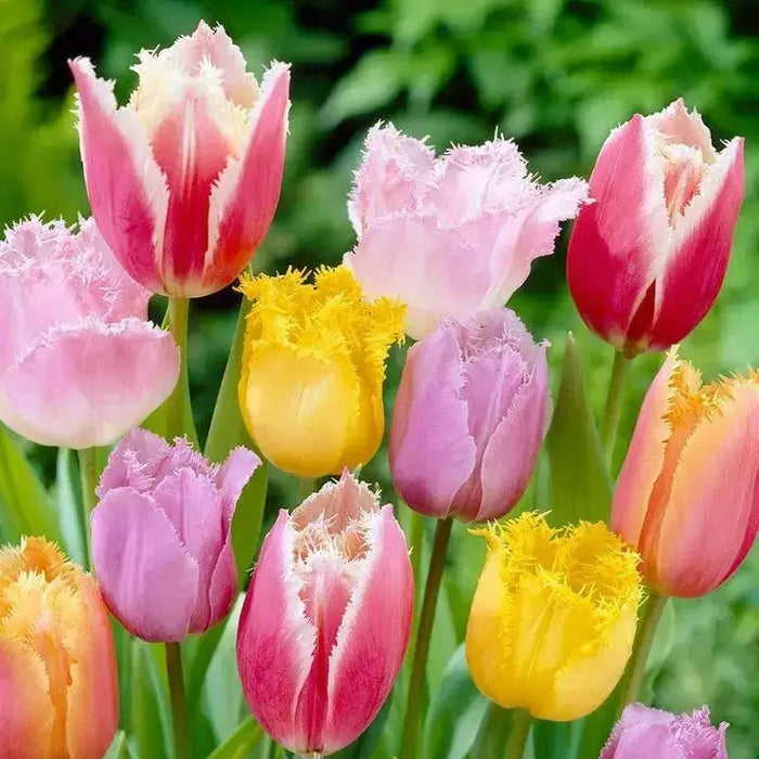 Fringed Tulips,Mixed bulbs-SPRING BLOOOM - Caribbean garden seed