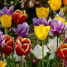 Fringed Tulips,Mixed bulbs-SPRING BLOOOM - Caribbean garden seed