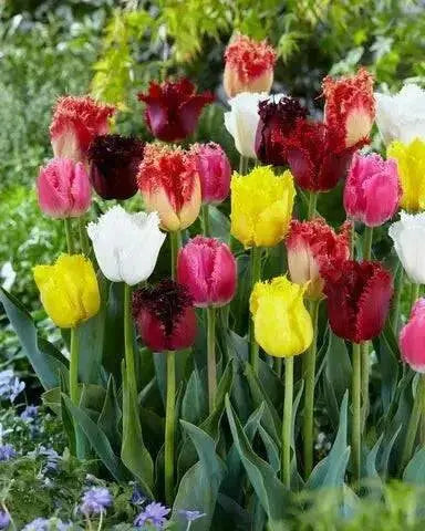 Fringed Tulips,Mixed bulbs-SPRING BLOOOM - Caribbean garden seed