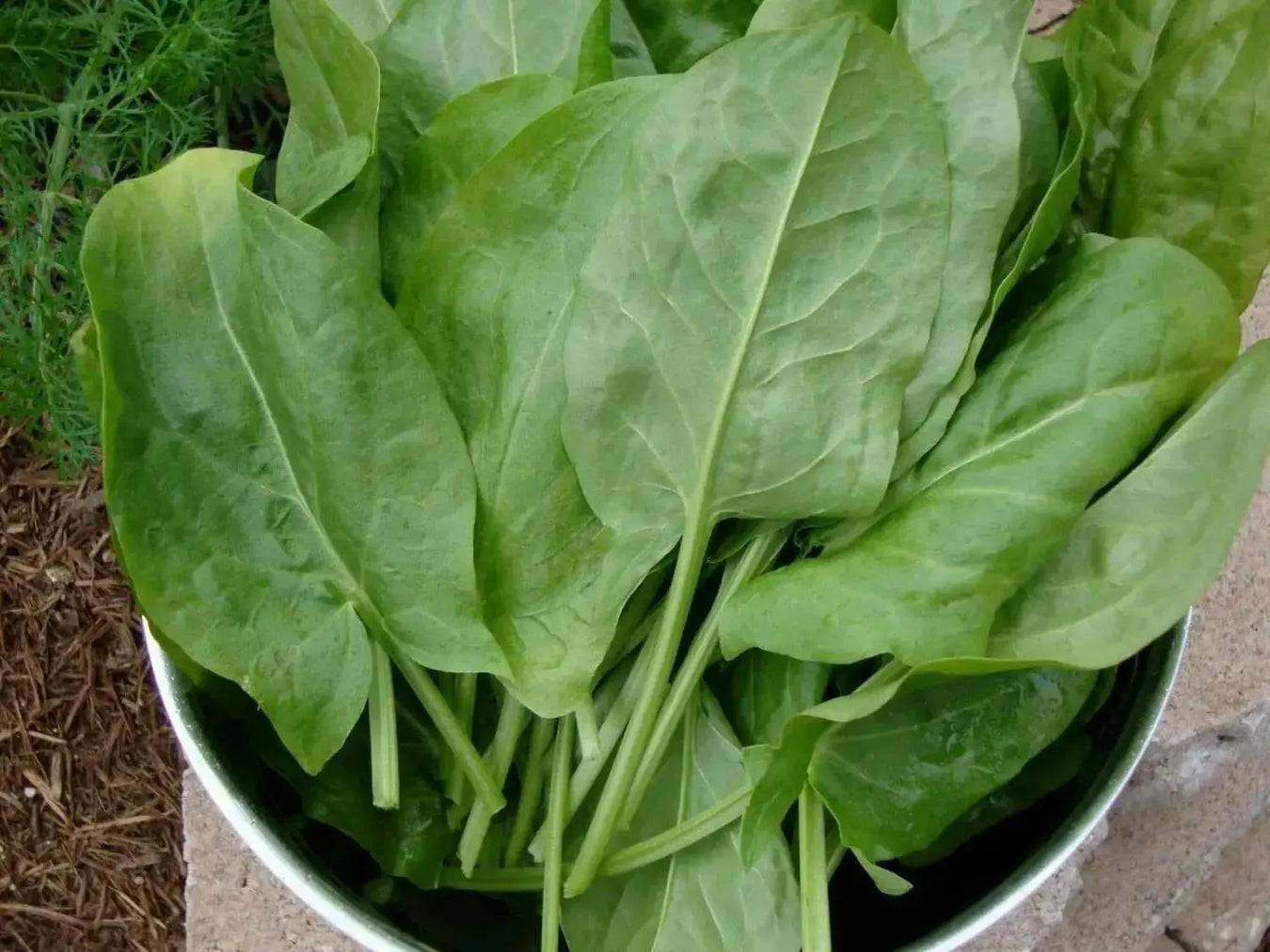 HERB SORREL SEEDS