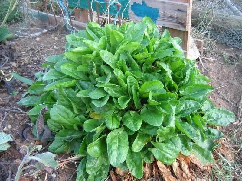 Garden Sorrel Seeds "Large Leaf"  HERB Sorrel - Caribbean garden seed