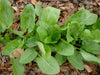 Garden Sorrel Seeds "Large Leaf"  HERB Sorrel - Caribbean garden seed