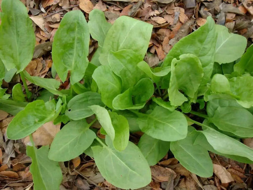 Garden Sorrel Seeds "Large Leaf"  HERB Sorrel - Caribbean garden seed