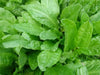 Garden Sorrel Seeds "Large Leaf"  HERB Sorrel - Caribbean garden seed