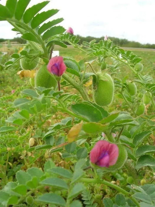 Garbanzo BEAN, Growing or Sprouting Seeds - Caribbean garden seed