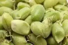 Garbanzo BEAN, Growing or Sprouting Seeds - Caribbean garden seed