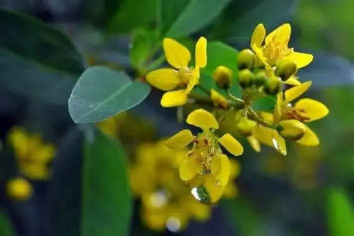 Galphimia Gracilis Seeds, Rain of Gold, Spray of Gold, evergreen shrub native to Eastern Mexico - Caribbean garden seed