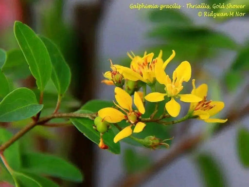 Galphimia Gracilis Seeds, Rain of Gold, Spray of Gold, evergreen shrub native to Eastern Mexico - Caribbean garden seed