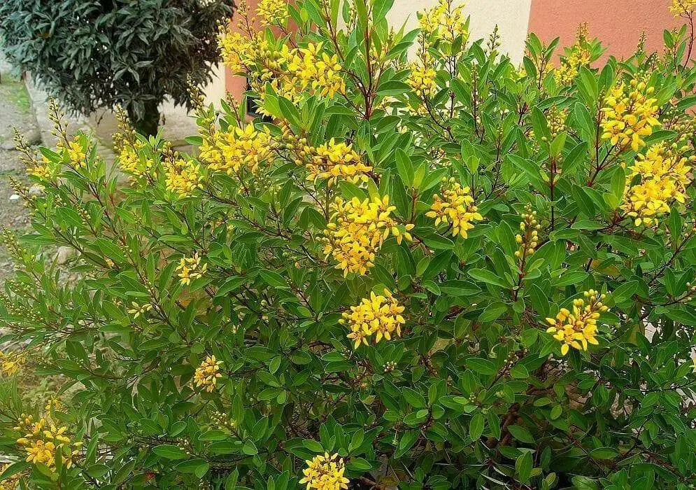 Galphimia Gracilis Seeds, Rain of Gold, Spray of Gold, evergreen shrub native to Eastern Mexico - Caribbean garden seed