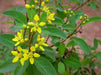 Galphimia Gracilis Seeds, Rain of Gold, Spray of Gold, evergreen shrub native to Eastern Mexico - Caribbean garden seed